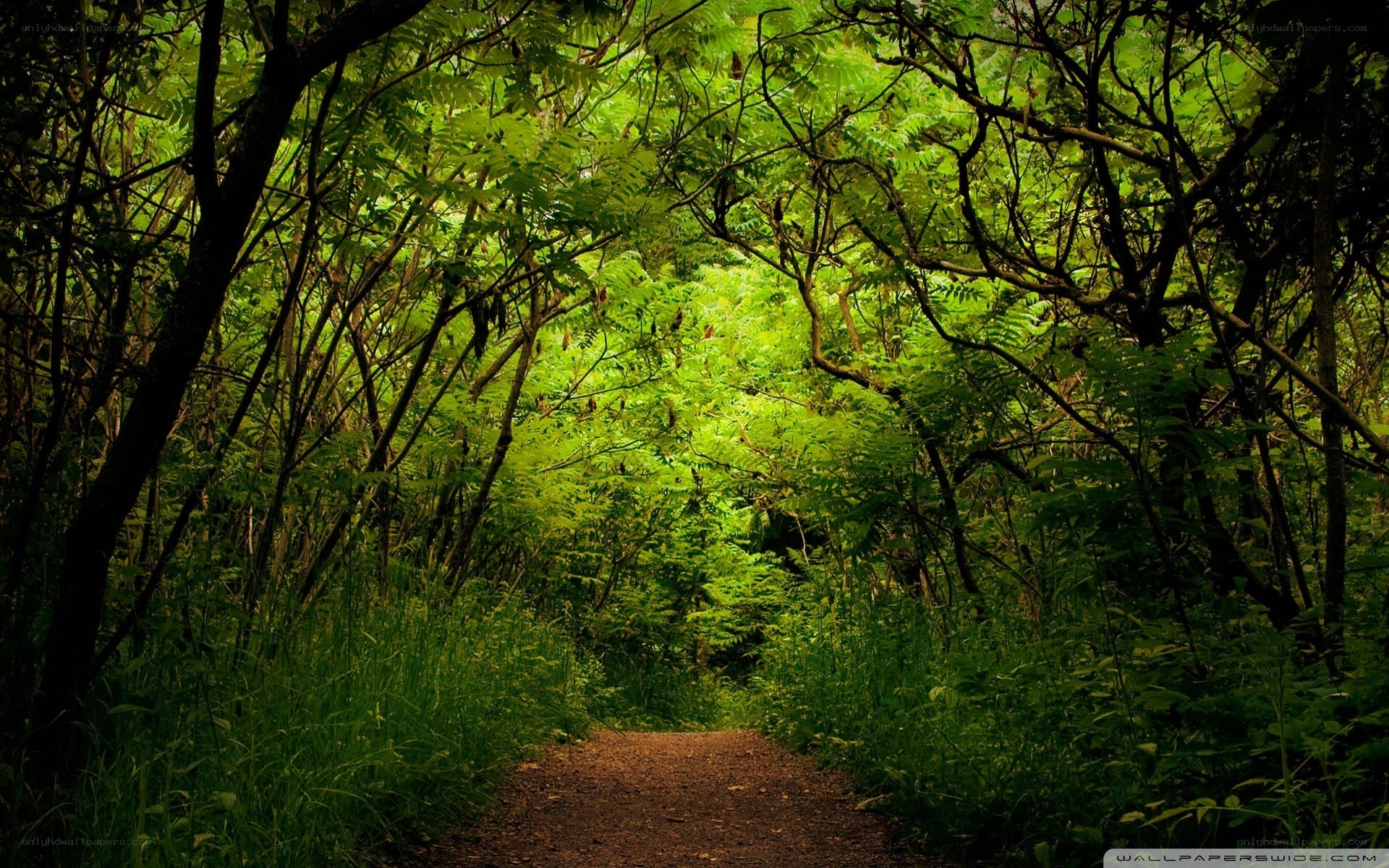 Forest path with green foliage