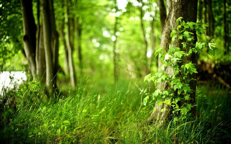 Forest path with green foliage