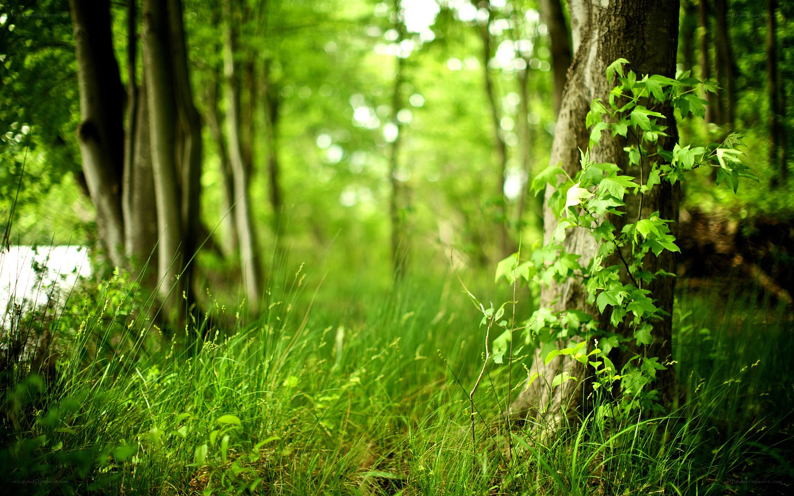 Forest path with green foliage