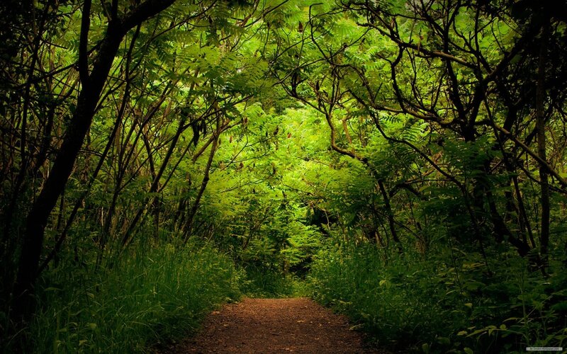 Forest path with green foliage