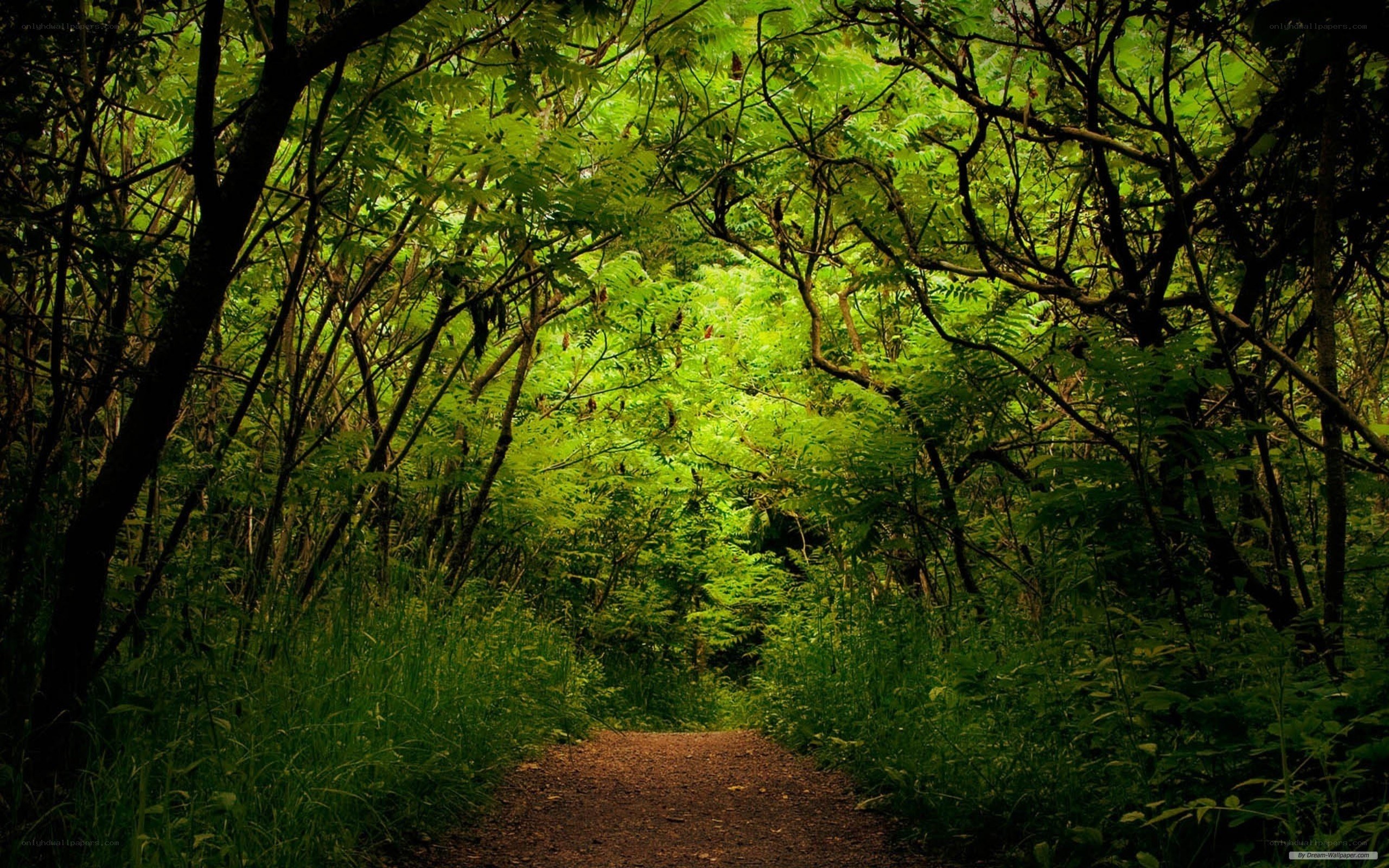 Forest path with green foliage