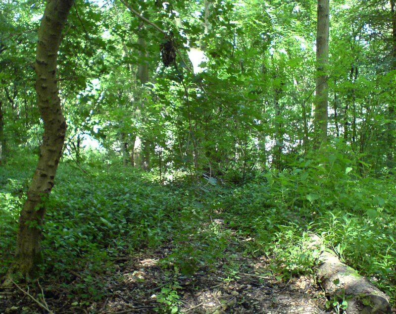 Forest Path with Green Foliage — Natural
