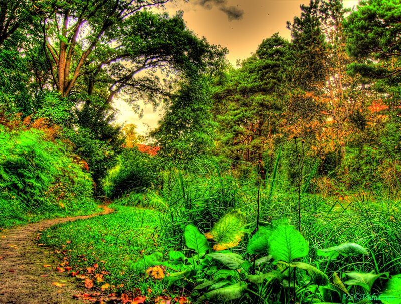 Forest Path with Green Foliage — Serene
