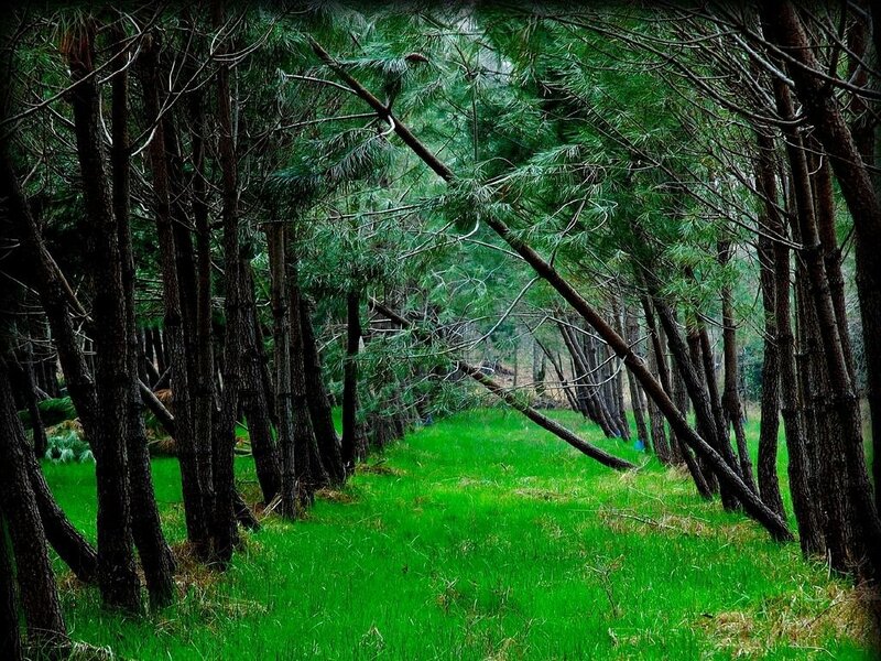 Forest path with green grass