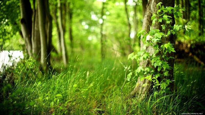 Forest path with green grass