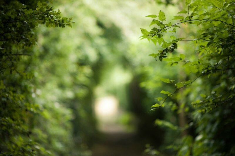 Forest Path with Green Leaves