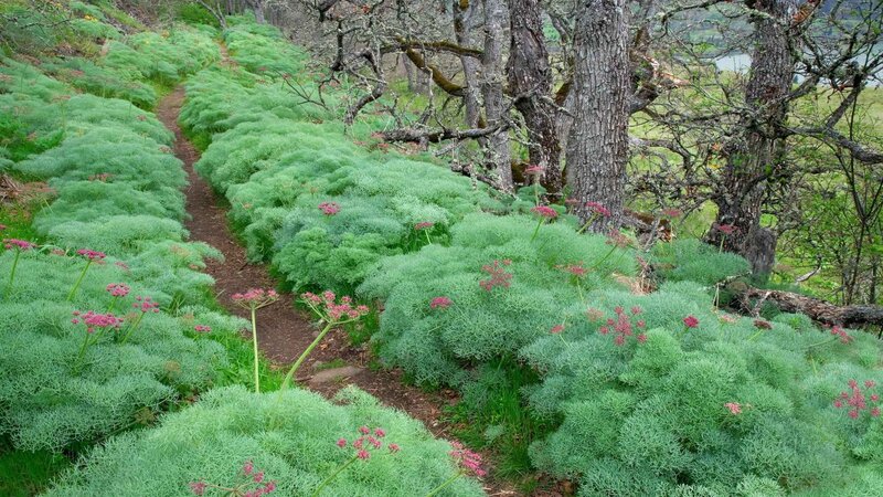Forest path with green plants