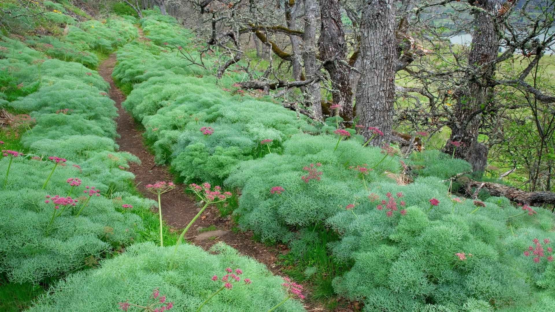 Forest path with green plants