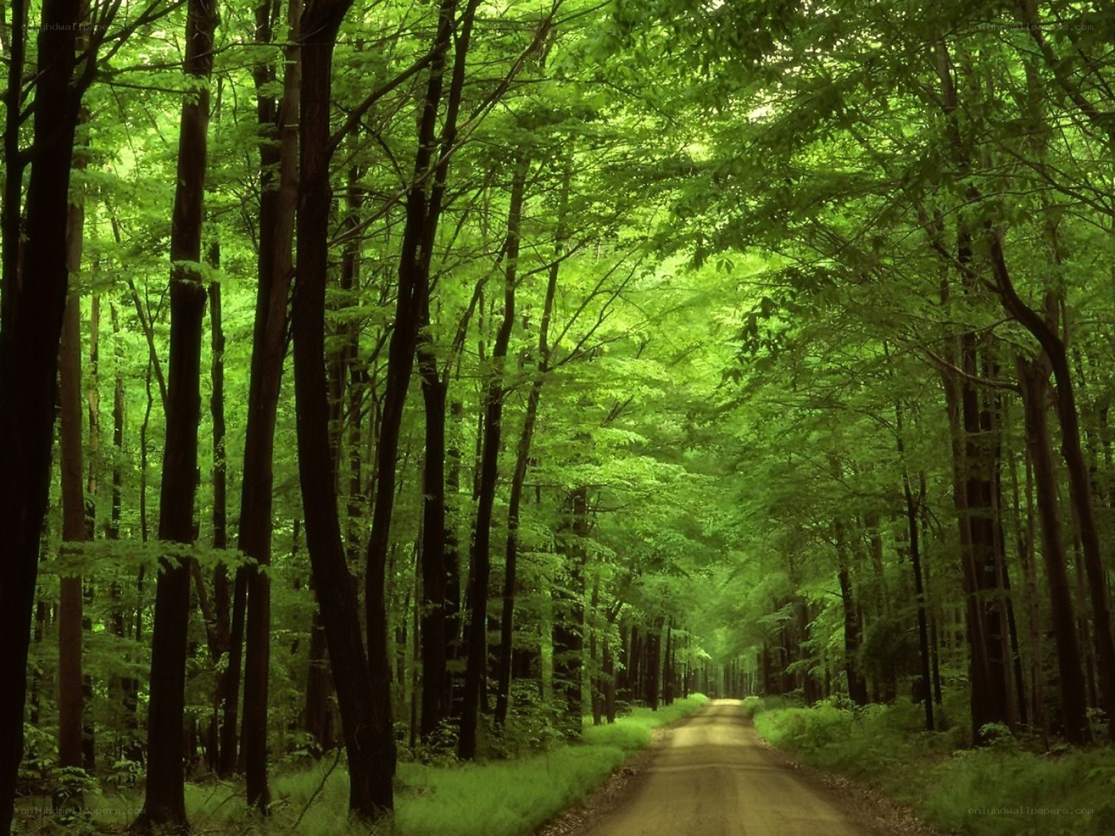 Forest path with green trees