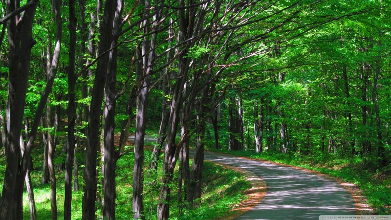 Forest path with green trees
