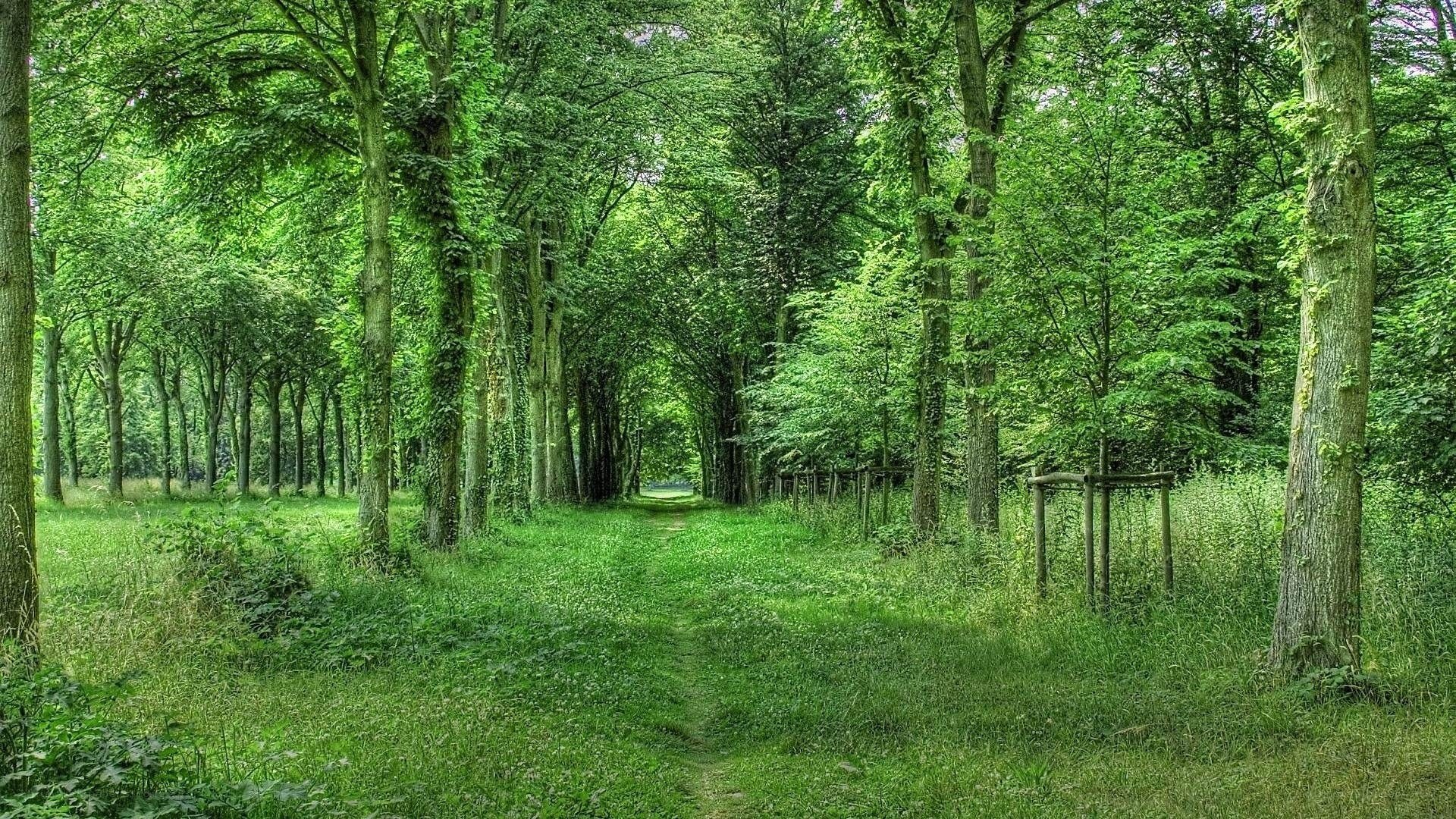 Forest path with green trees