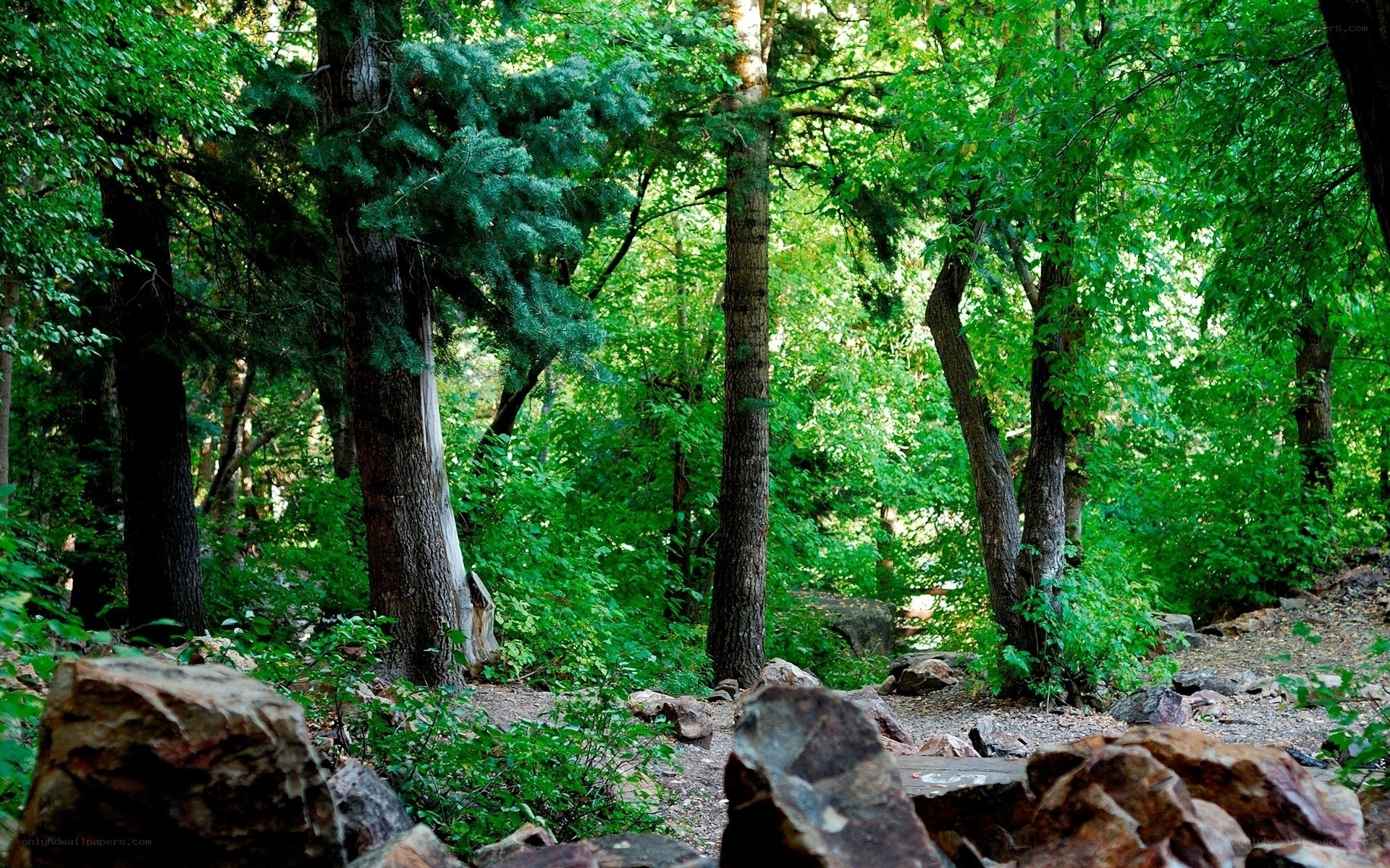 Forest path with green trees