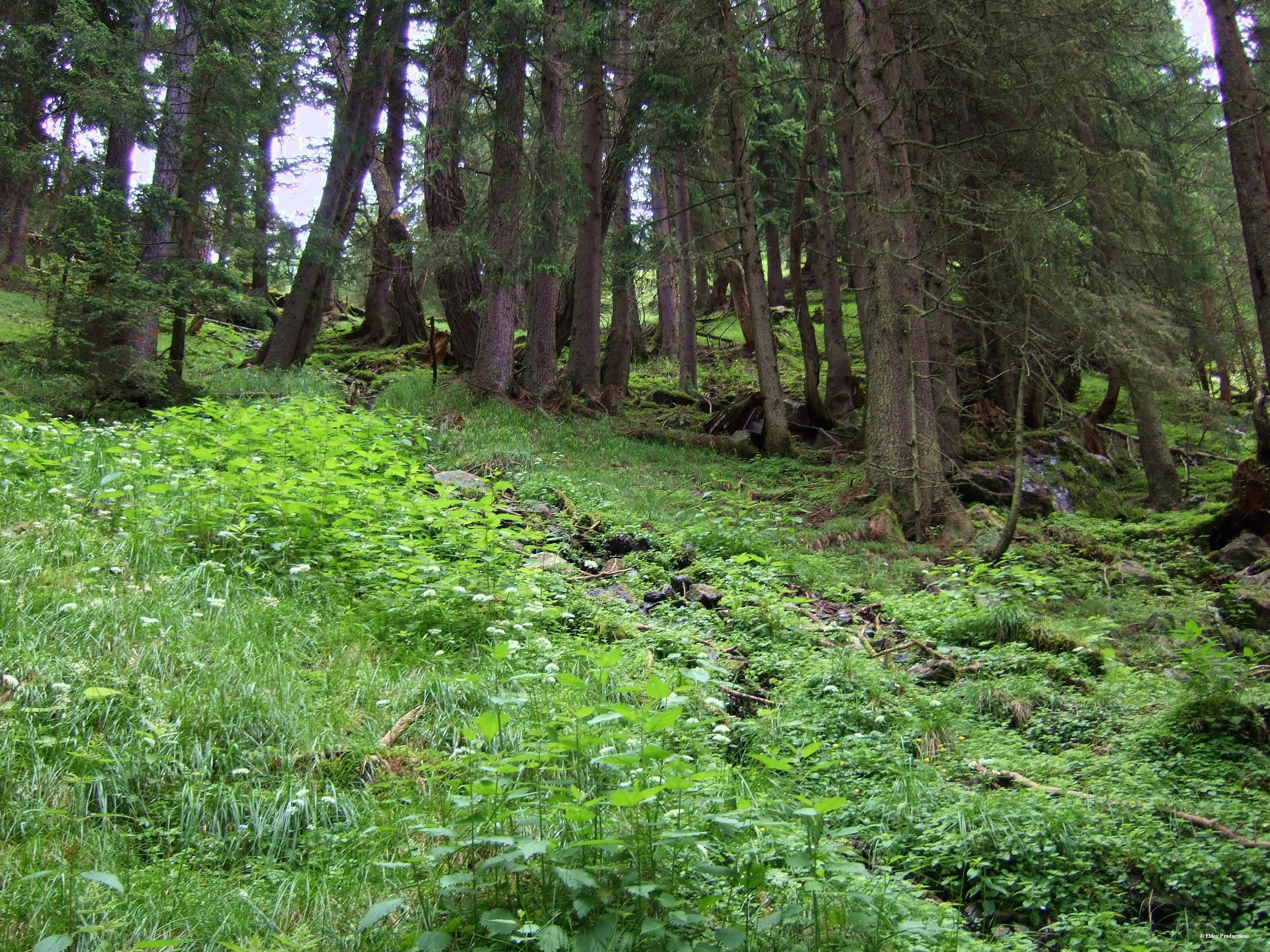 Forest path with green undergrowth