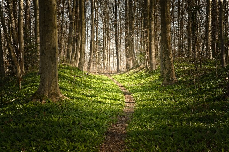 Forest Path with Greenery — Green, Serene, Spring