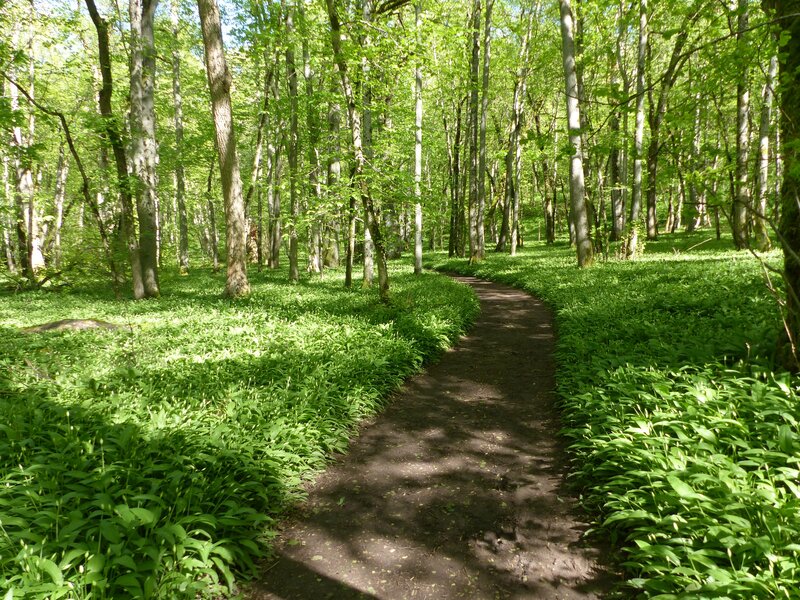 Forest Path with Greenery — Green