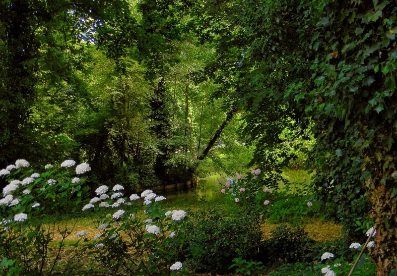 Forest path with hydrangeas