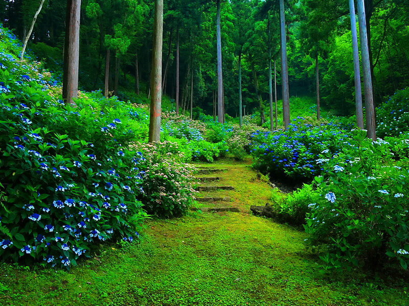 Forest Path with Hydrangeas — Green