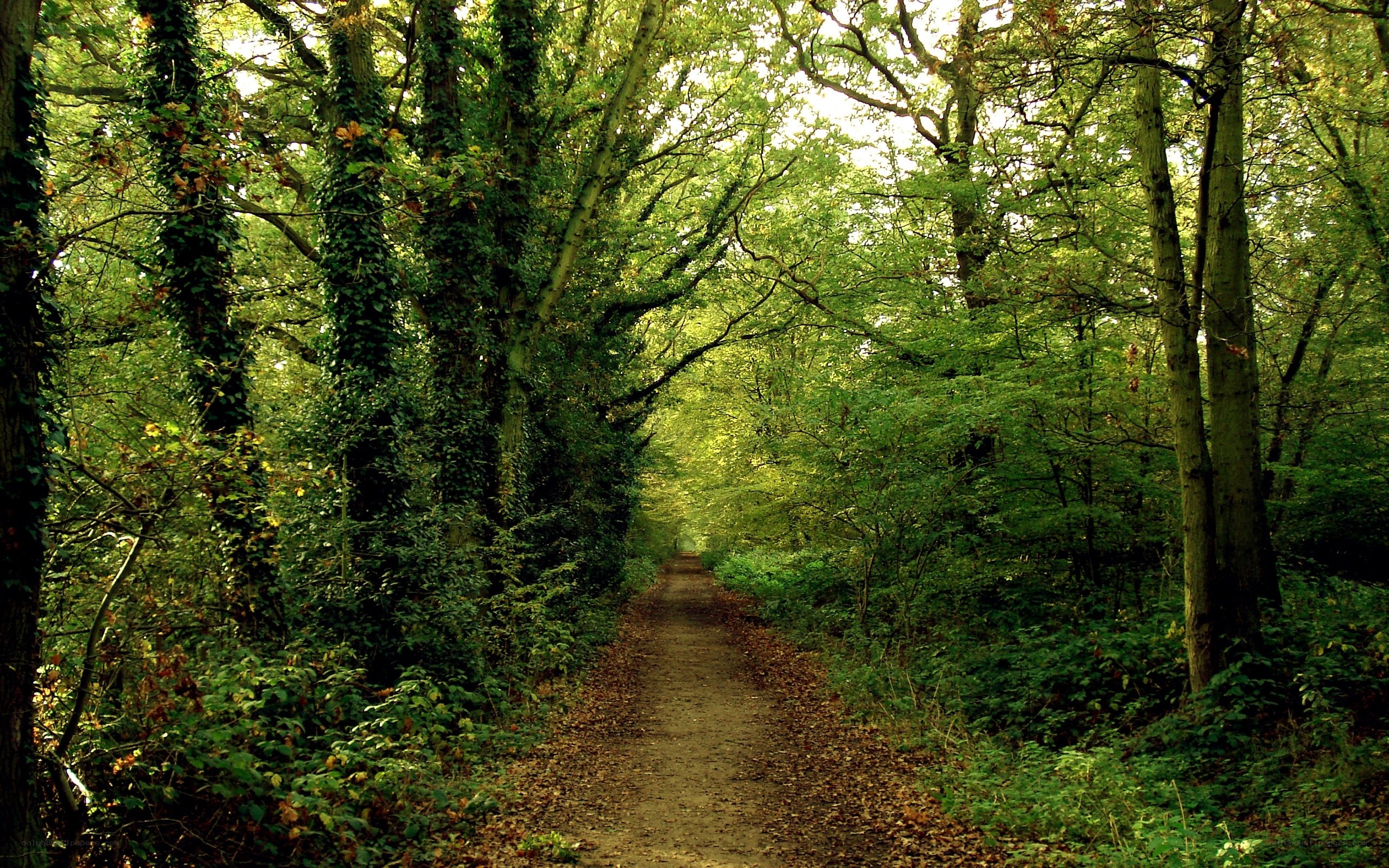 Forest path with ivy-covered trees