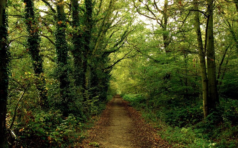 Forest path with ivy-covered trees