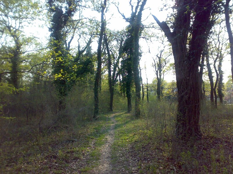 Forest path with ivy-covered trees