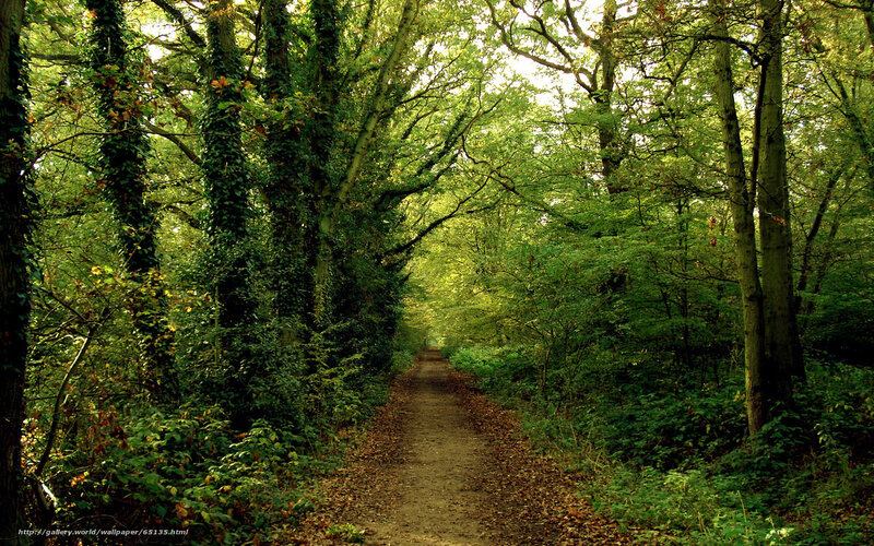 Forest path with ivy-covered trees