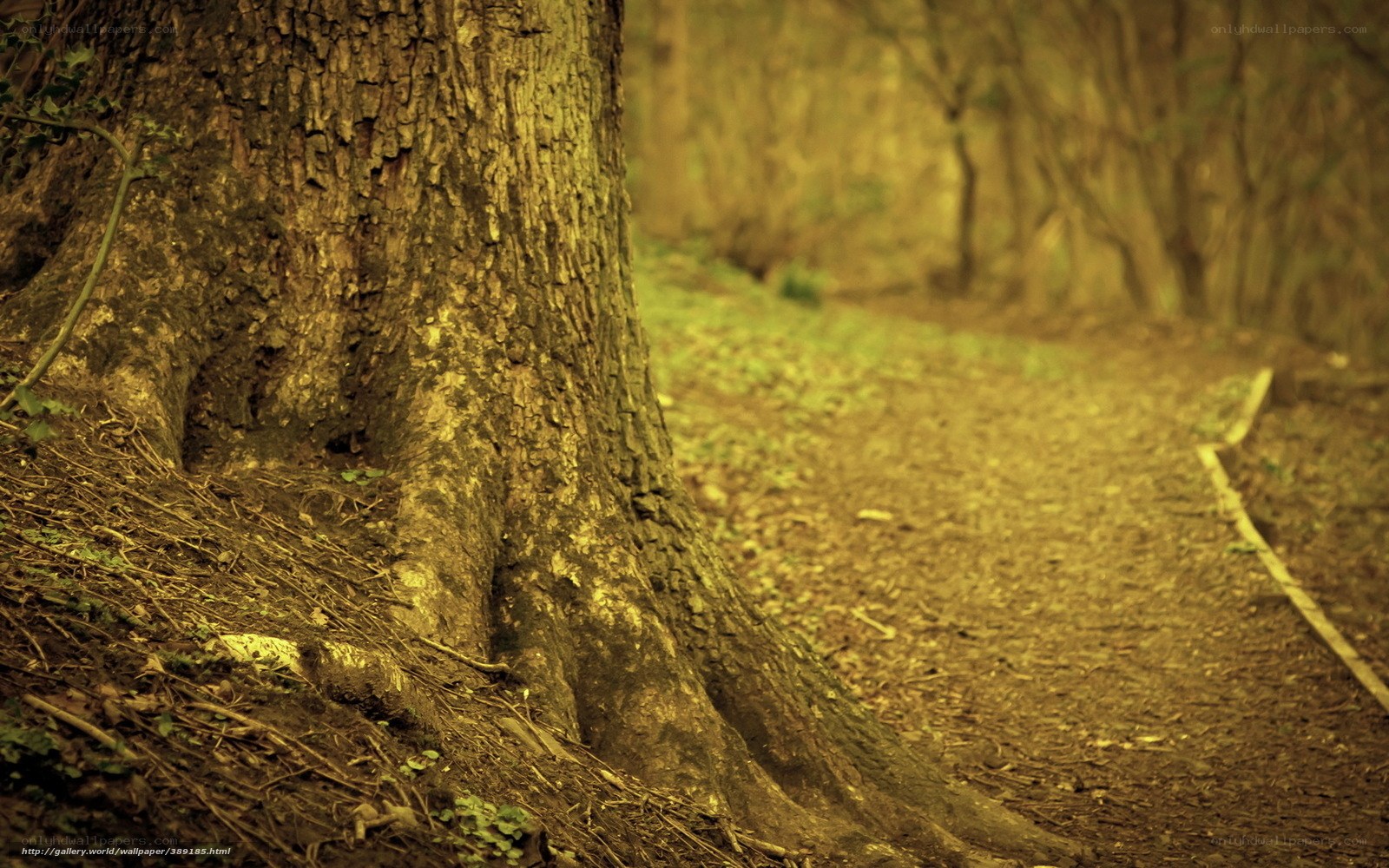 Forest path with large tree