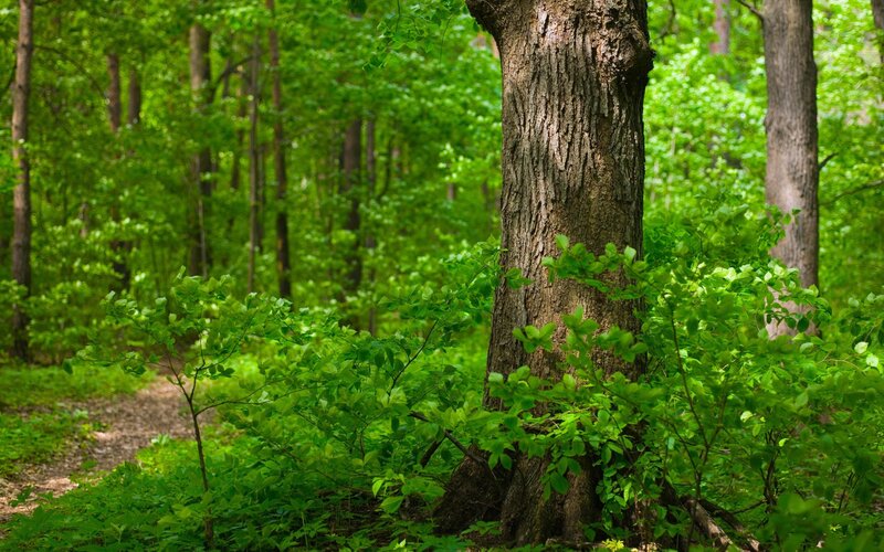 Forest path with large tree