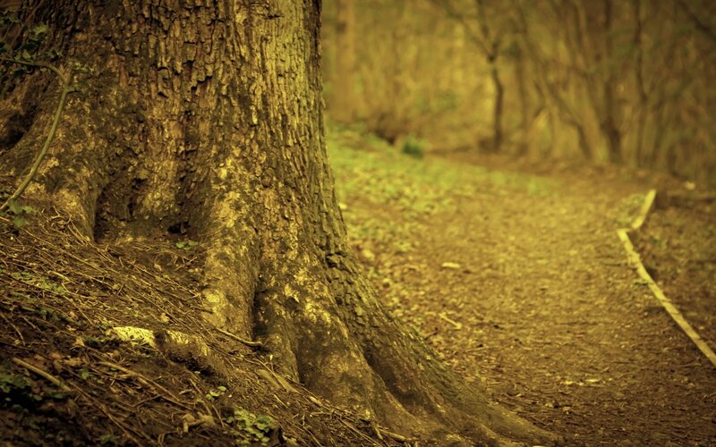 Forest path with large tree