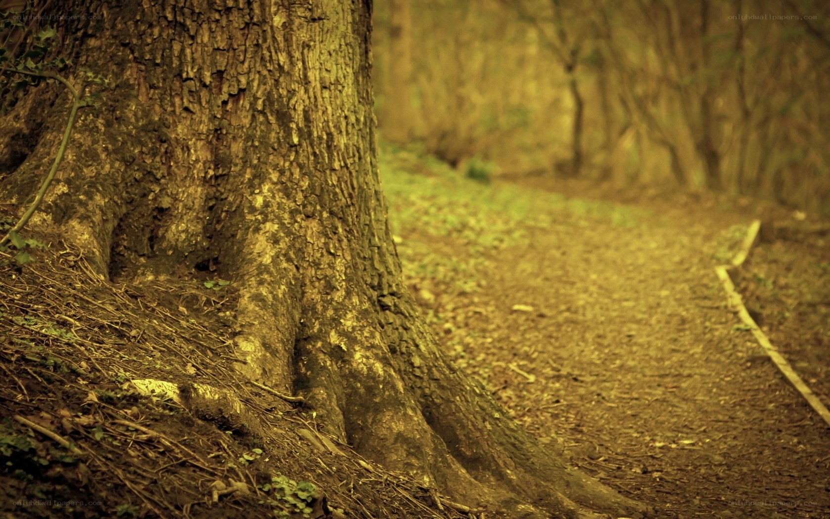 Forest path with large tree