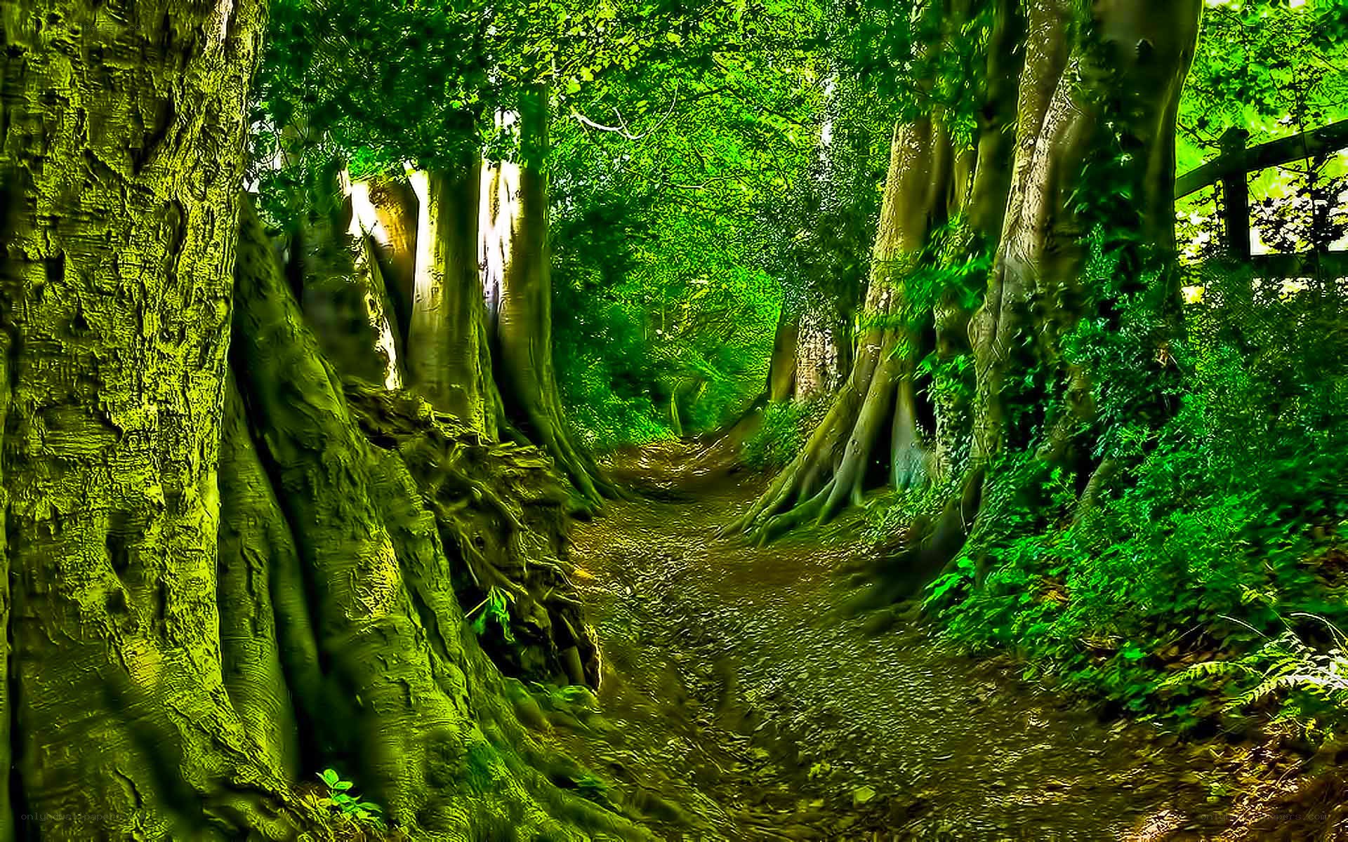 Forest path with large trees