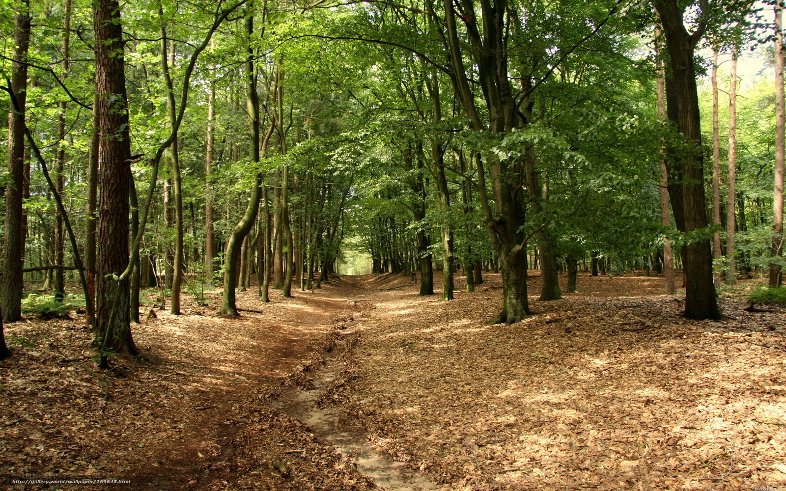 Forest path with leaf-covered ground