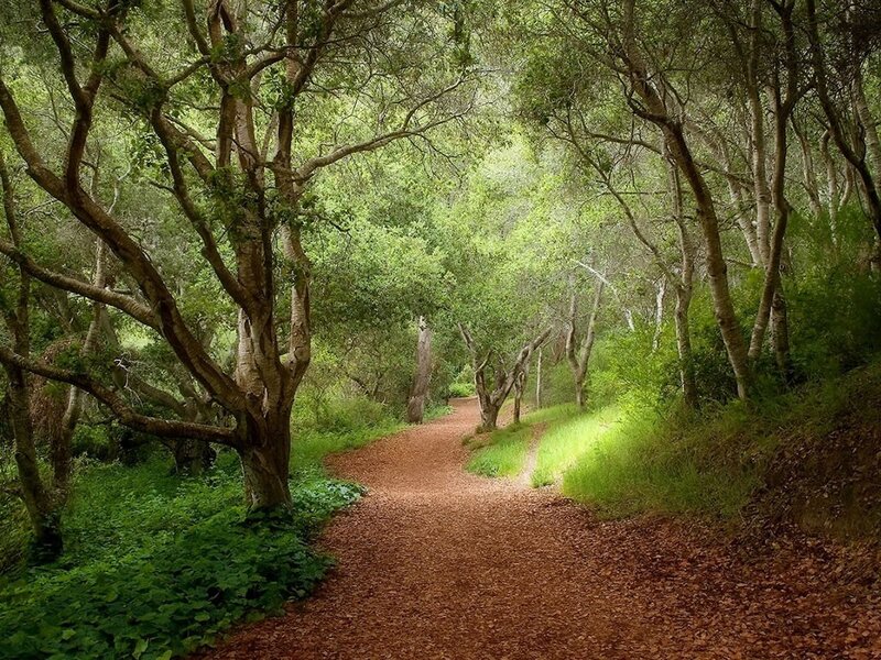 Forest path with leaf-covered trail