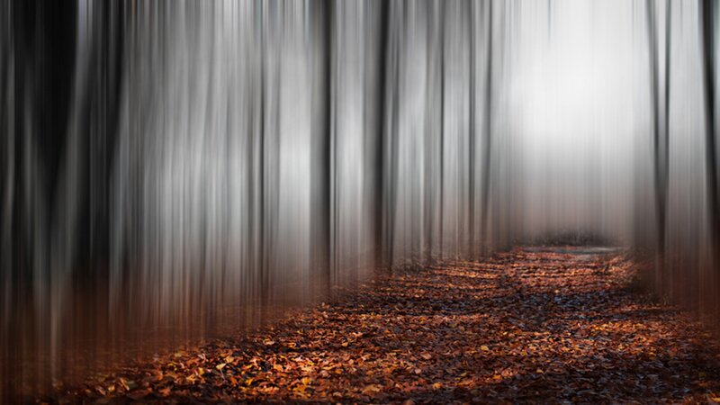 Forest Path with Leaves — Brown, Serene