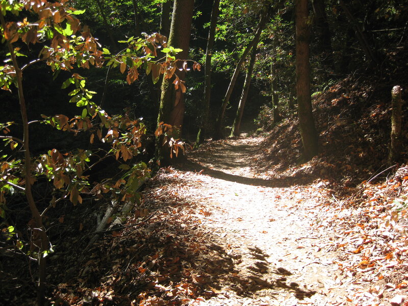 Forest Path with Leaves — Brown