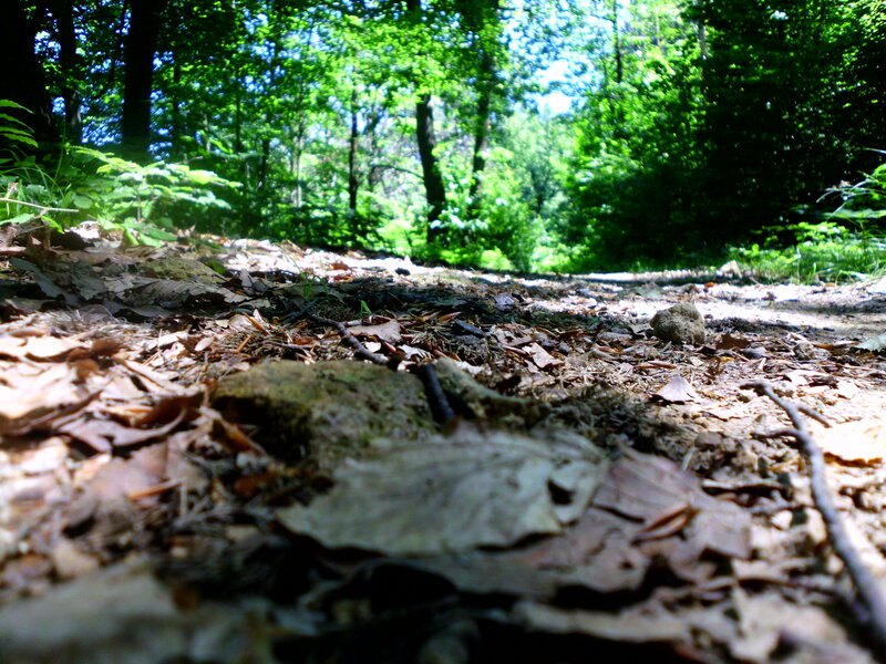 Forest Path with Leaves — Green, Serene, Afternoon, Photograph