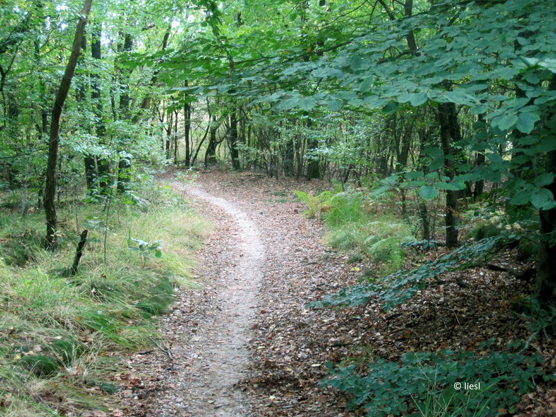 Forest Path with Leaves — Green, Serene, Afternoon, Photograph, Trees, Grass