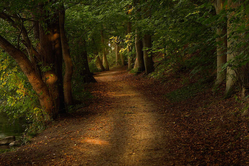 Forest Path with Leaves — Green, Serene, Afternoon, Photograph, Trees, River