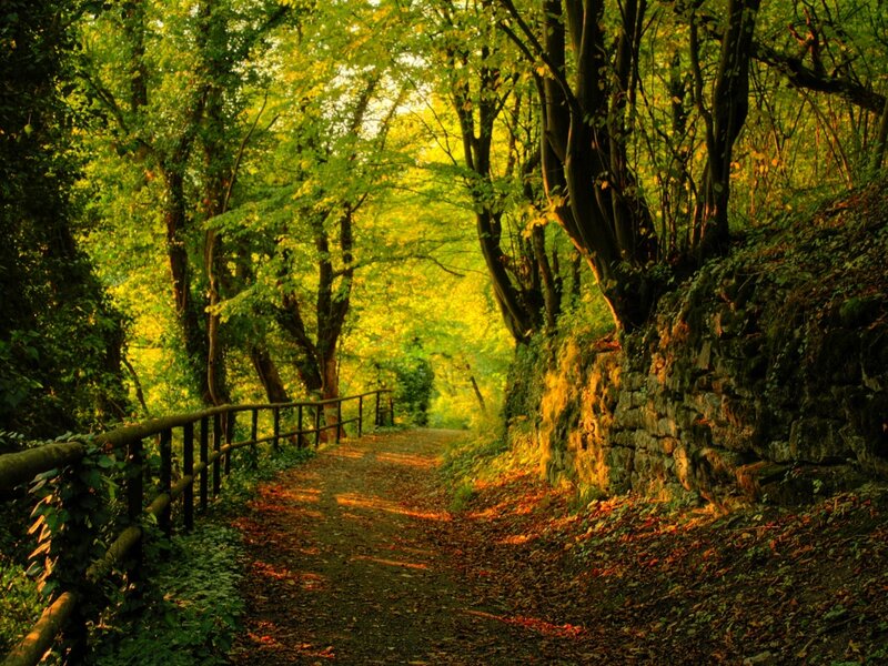 Forest Path with Leaves — Green, Serene, Afternoon, Photograph, Trees, Stone Wall, Fence