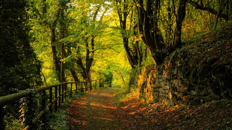 Forest Path with Leaves — Green, Serene, Afternoon, Photograph, Trees
