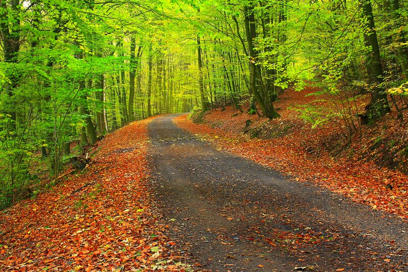 Forest Path with Leaves — Green, Serene, Autumn, Photograph, Trees
