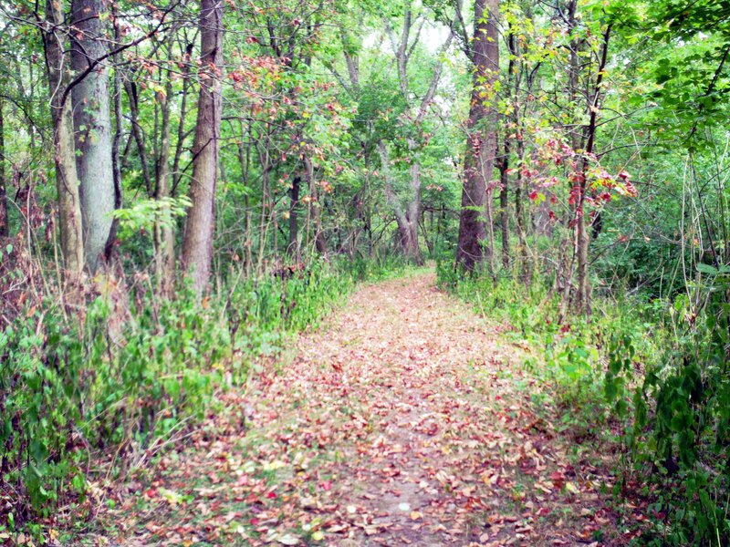 Forest Path with Leaves — Green, Serene, Autumn