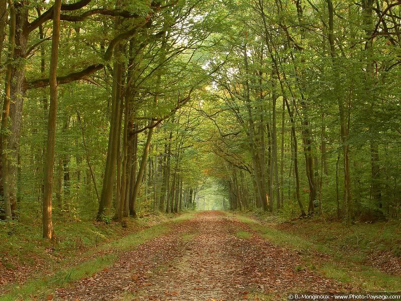 Forest Path with Leaves — Green, Serene