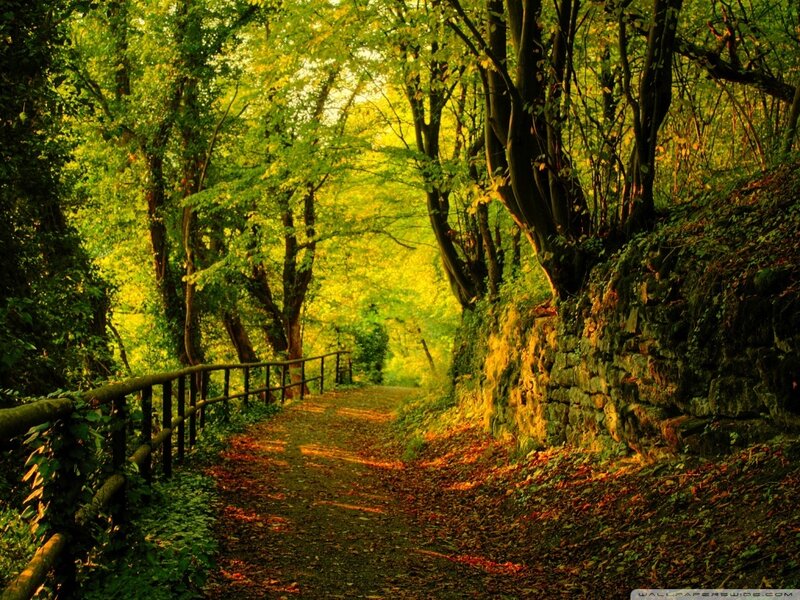 Forest Path with Leaves — Green