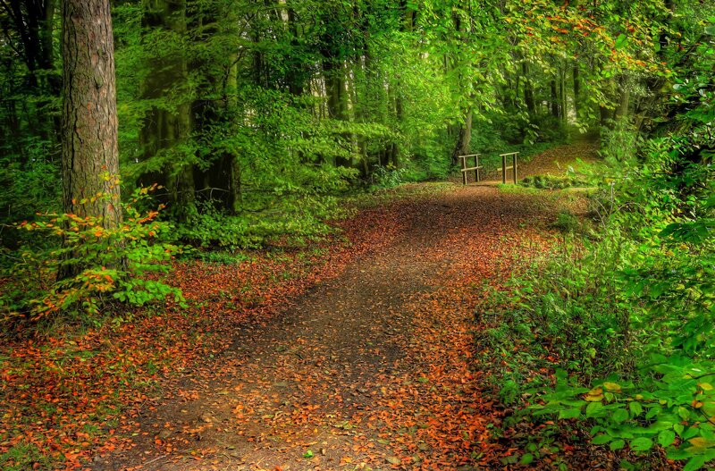 Forest Path with Leaves
