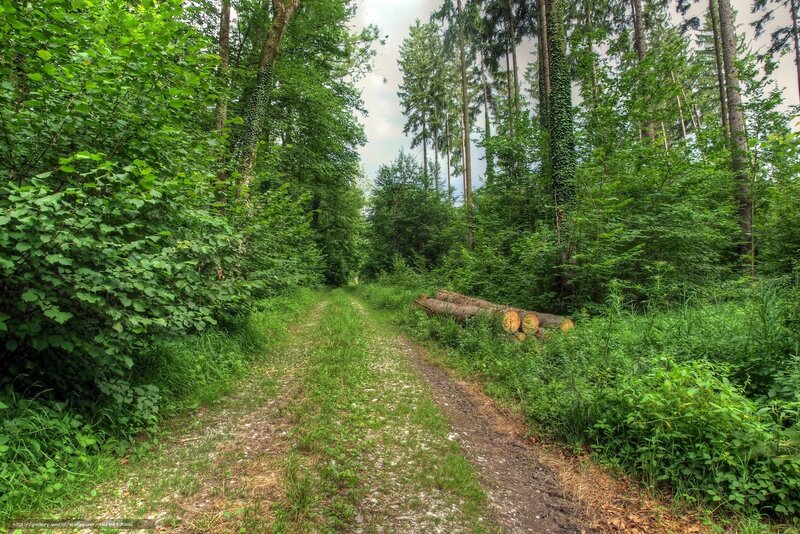 Forest path with logs