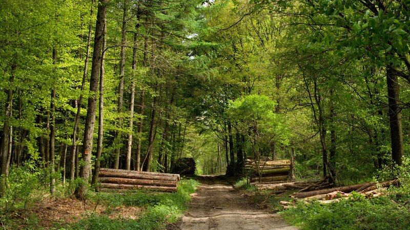 Forest path with logs