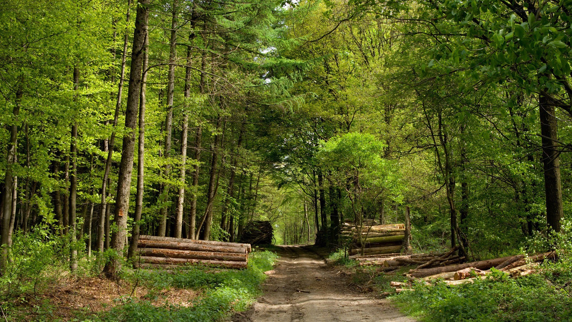 Forest path with logs