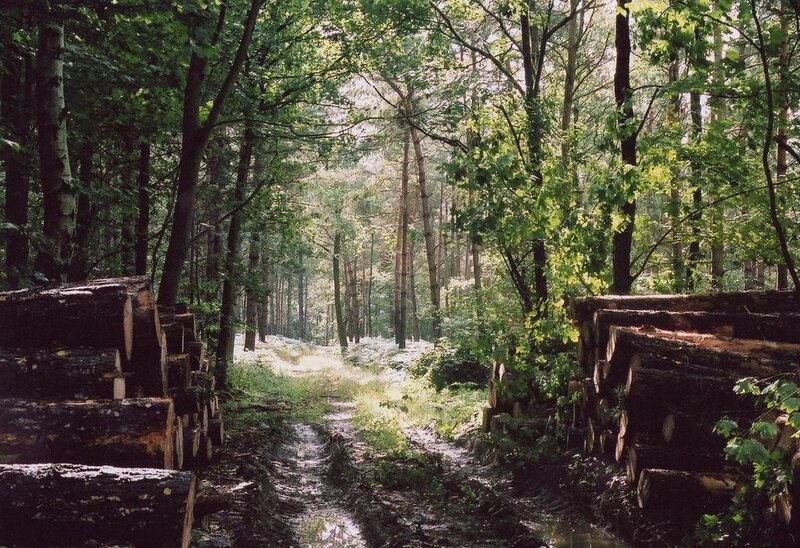 Forest path with logs