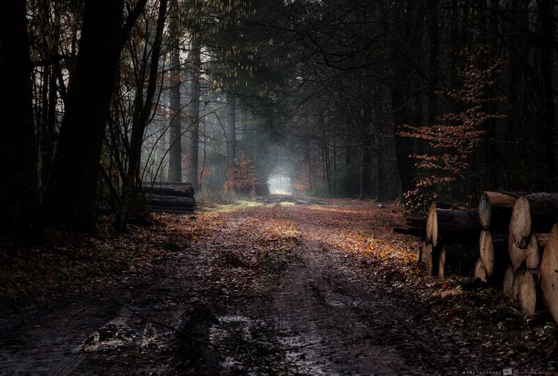 Forest Path with Logs — Brown