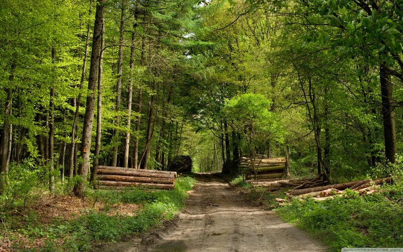 Forest Path with Logs — Green, Serene, Afternoon, Photograph